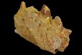 Crocodile Jaw Section - Composite Tooth #110480-2